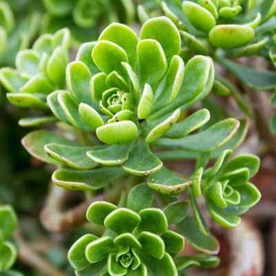 Ružicovka Aeonium spathulatum semená ružicovky 8 ks