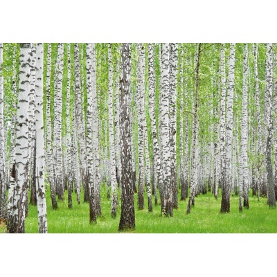 Preinterier FT0147 Fototapeta na stenu Stromy vlies 152cm x 104cm