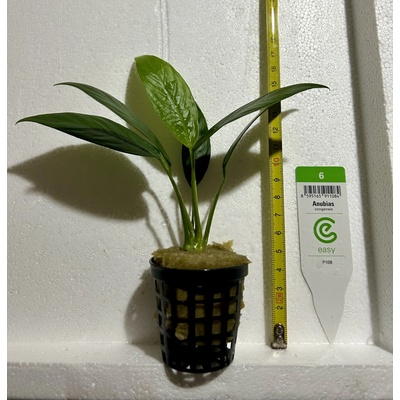 Anubias congensis Anubis konžský 5 cm