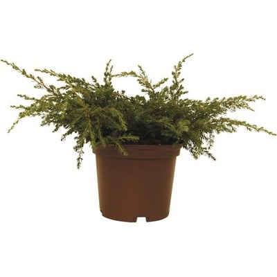 Jalovec obecný FloraSelf Juniperus communis 'Repanda' 20-30 cm květináč 2 l – Hledejceny.cz