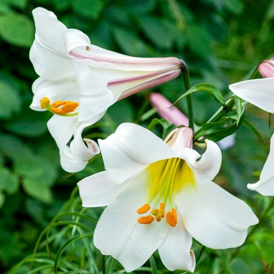 Ľalia kráľovská Lilium regale predaj cibuľovín 1 ks