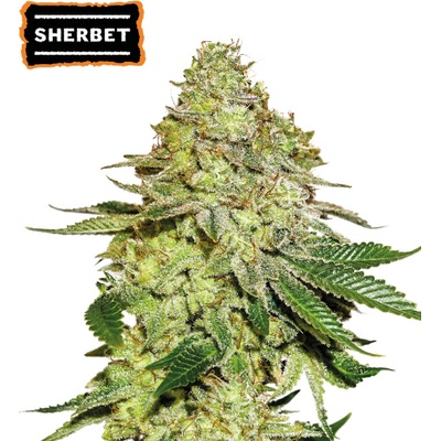 Seedstockers Sherbet semienka neobsahujú THC 25 ks