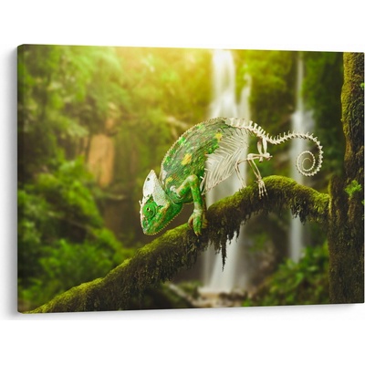 Obraz chameleona, jednodílný 70x50 cm