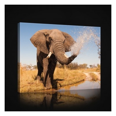 Obraz na plátne obdĺžník - OB0959 - Slon 80cm x 60cm - O6