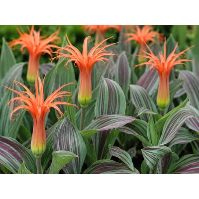 Tulipán 'Rigas barikades' 5 ks – Hledejceny.cz