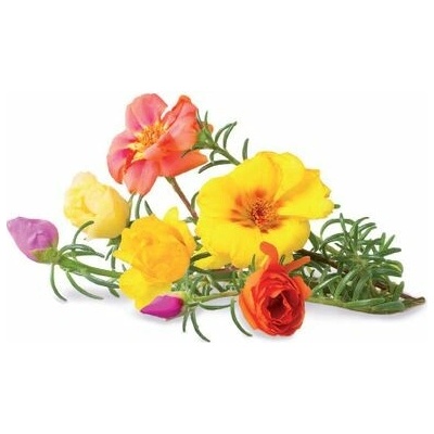 Click and Grow® sadenice Portulaka veľkokvetá (šrucha) 3ks