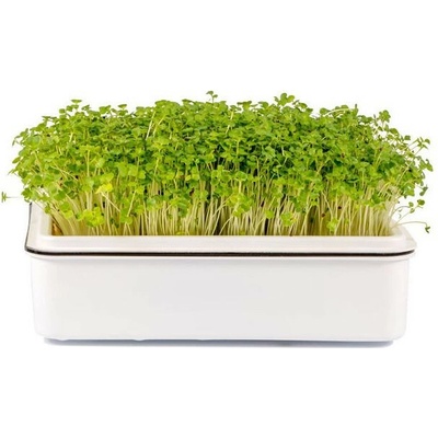 Toraf Microgreens, semienka na klíčky - Brokolica 10 g