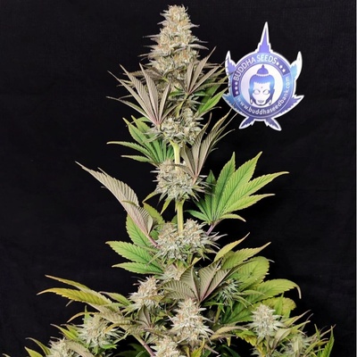 Buddha Seeds Morpheus semienka neobsahujú THC 100 ks