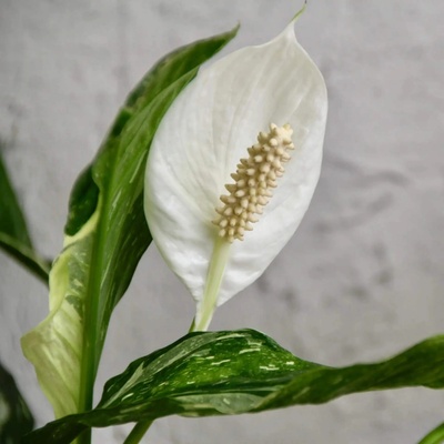 Spathiphyllum wallisii diamond variegata