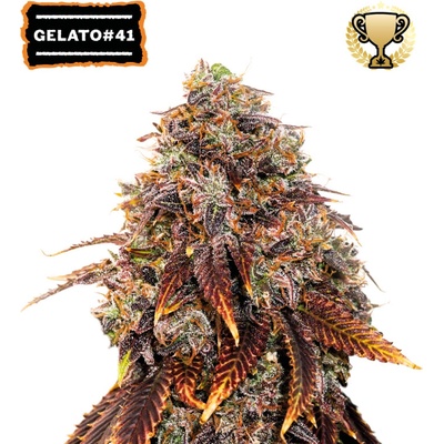 Seedstockers Gelato 41 semienka neobsahujú THC 1 ks