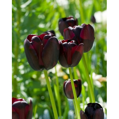 QUEEN OF NIGHT ČERNÝ TULIPÁN cibulek v jednom 25 ks