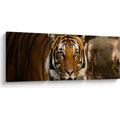 Obraz tigra, trojdielne 90x30 cm