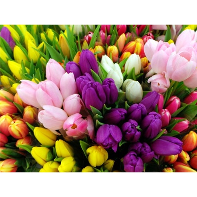Mix tulipánov 50 ks Veľkosť hľúz: 10/11