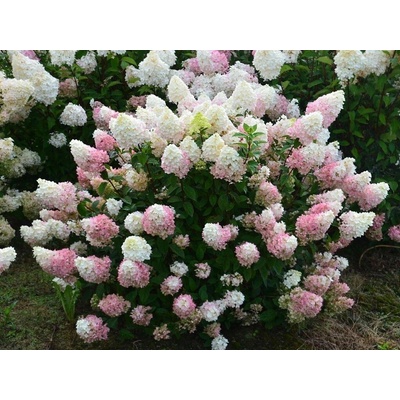Hortenzia metlinatá Sundae Fraise, výška 20-40 cm, kvetináč 2 l