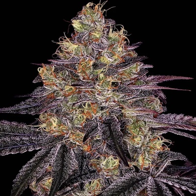 Barney's Farm Watermelon Zkittlez semienka neobsahujú THC 10 ks