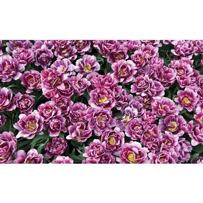 Preinterier FT5127 Fototapeta na stenu Fialové kvety vlies 152cm x 104cm