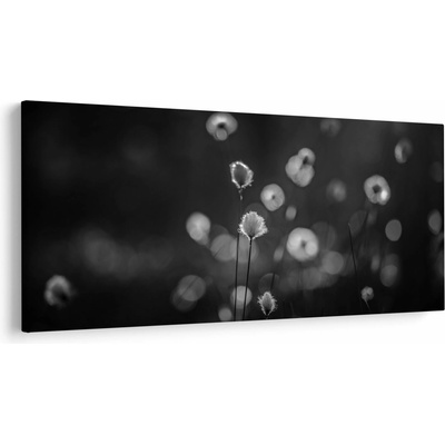 Obraz - Cottongrass na louce, jednodílný 200x100 cm