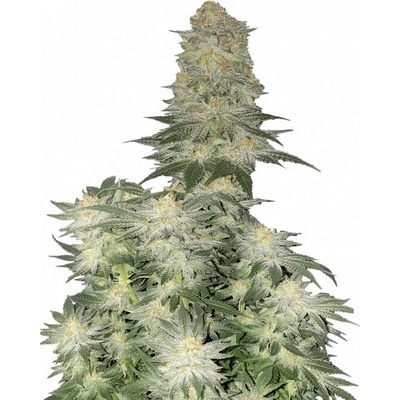 Fast Buds Wedding Cheesecake FF semienka neobsahujú THC 10 ks