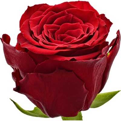 Červená růže RED TORCH 60cm (M) – Hledejceny.cz
