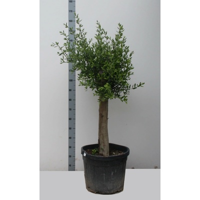 Olivovník Olea europaea Stem 46x150 cm