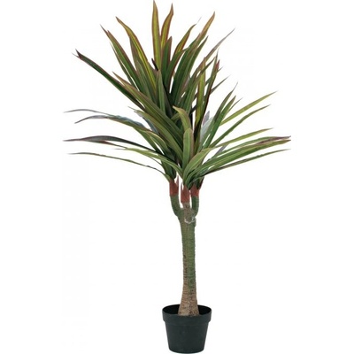 Dracena zeleno-červená, 120 cm