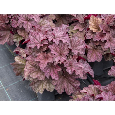Heuchera World Caffe Shakerato
