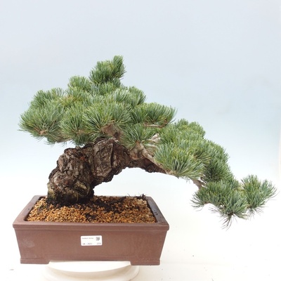 e-bonsai Venkovní bonsai - Pinus parviflora - Borovice drobnokvětá – Hledejceny.cz