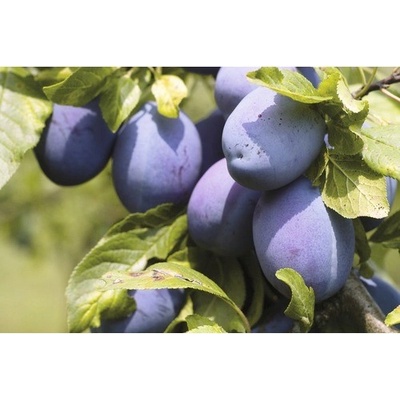 Slivoň švestka BIO terasová samosprašná FloraSelf Bio Prunus domestica 'Domácí švestka' výška kmene cca 40 cm celková výška 100-120 cm květináč 7,5 l