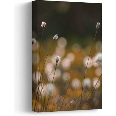 Obraz - Louka s cottongrass N⁰2, jednodílný 20x30 cm