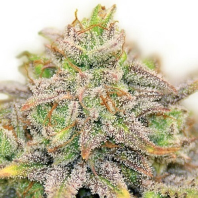 Serious Seeds CBD Warlock semienka neobsahujú THC 6 ks