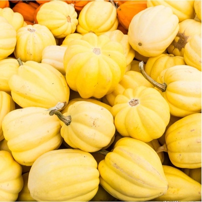 Tekvica okrasná Cream of the Crop Cucurbita maxima semená tekvice 5 ks