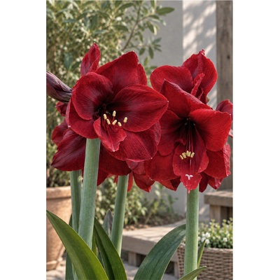 Amaryllis BENFICA hippeastrum hvězdník