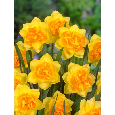 Narcis 'Apotheose' 5 ks Velikost: 12/14