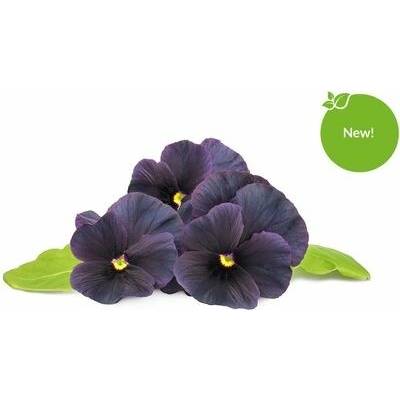 Click and Grow® sadenice Čierna sirôtka 3ks