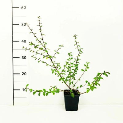 Cotoneaster dammeri 'Coral Beauty' Prodejní velikost: 020/030, Velikost hrnku: 0,5 l – Hledejceny.cz
