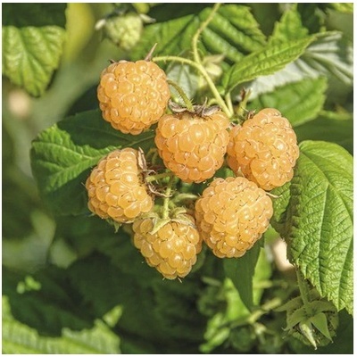 Maliník podzimní žlutý FloraSelf Rubus idaus 'Fallgold' 40-50 cm květináč 2 l