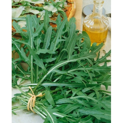 Moravoseed RUKOLA