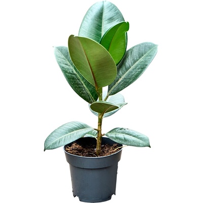 Ficus elastica robusta 12x30 cm