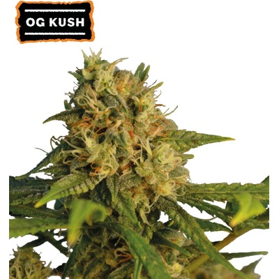 Seedstockers O.G Kush semienka neobsahujú THC 25 ks