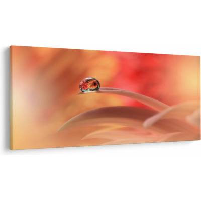 Obraz květinové kapky rosy, jednodílný 250x125 cm
