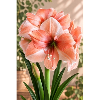Amaryllis RILONA hippeastrum hvězdník