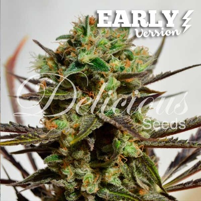 Delicious Seeds Delicious Candy Early Version semienka neobsahujú THC 10 ks