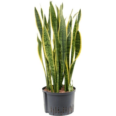 Sansevieria laurentii Tuft 28/19 v80