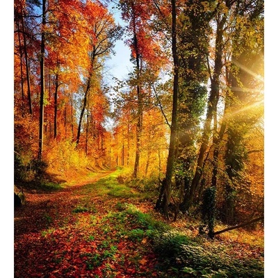Dimex MS-3-0065 vliesová fototapeta na zeď Procházka lesem rozměry 225 x 250 cm