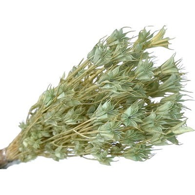 Sušené kvety Černuška - Nigella orientalis 80g - aqua
