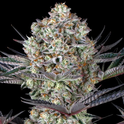 Barney's Farm Dos Si Dos 33 semienka neobsahujú THC 3 ks