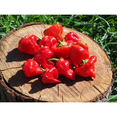 CHILLIMAT Semena chilli Jamaican Red 10 ks