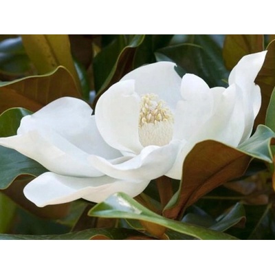 Magnolie a tulipánovníky sazenice v kontejneru 1-2l 0-150 cm