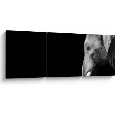 Obraz - Slon, trojdielne 150x50 cm