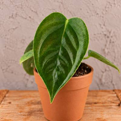 Anthurium Veitchii baby
